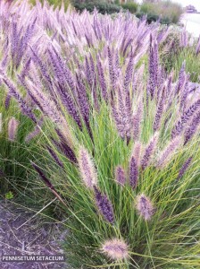 Pennisetum setaceum - blossom